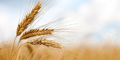 Madhya Pradesh Wheat Fields
